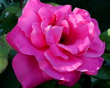 Pink Rose (50067386142)