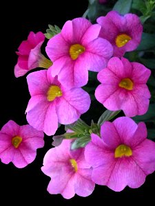Pink Petunias (42560570931)