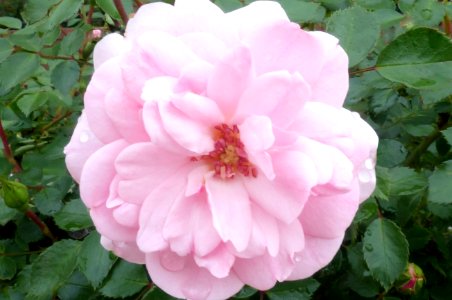 Pink Rose (47939424801) photo
