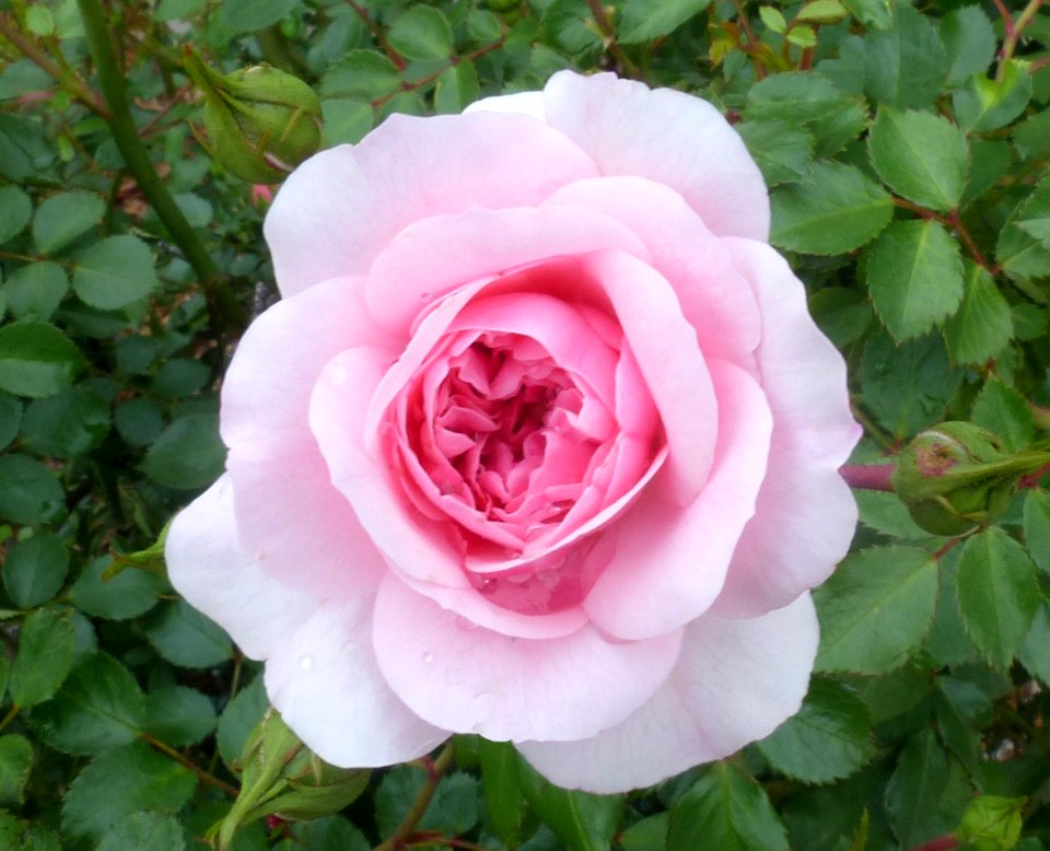 Pink Rose (49040694286)