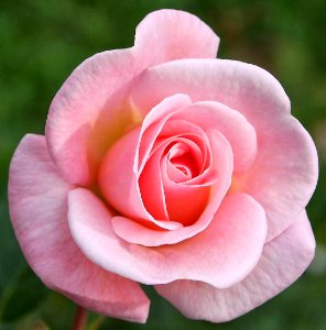 Pink Rose (50035009133) photo