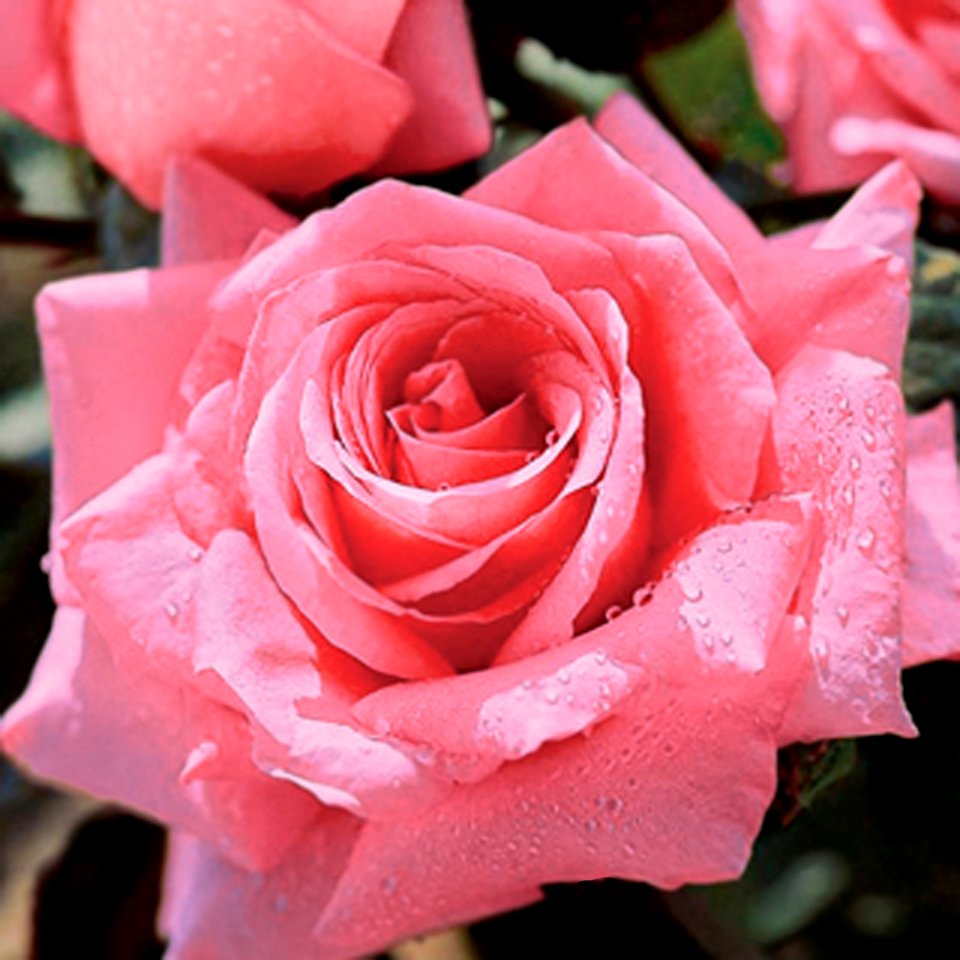 Pink Rose with Water Drops (50021322552)