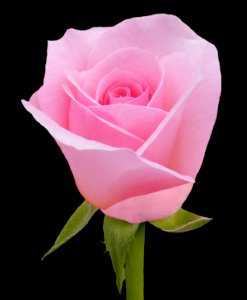 Pink Rosebud (46236255605) photo