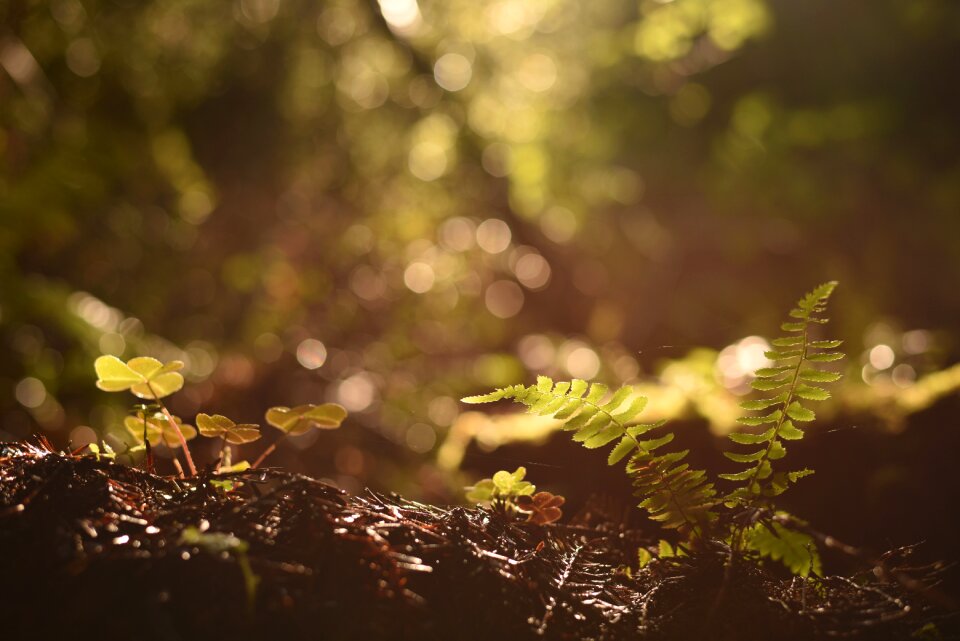 Plant soil bokeh photo