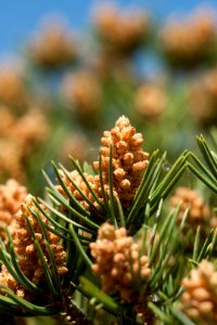 Pinyon Pine Cones (7443438836)
