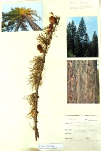 Pine needle (50668562018)