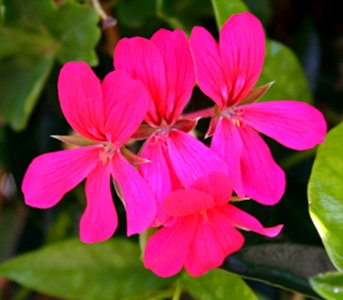 Pink Geranium (50216864957)