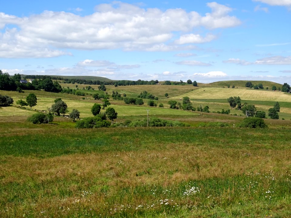 Plateau de prairies à perte de vue et troupeaux de Salers, avant Cézens, Cantal - 28115365640