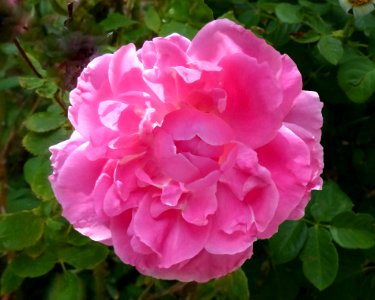 Pink Rose (47359799101) photo