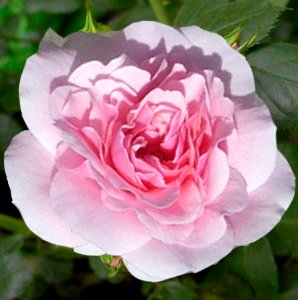 Pink Rose (49615002683) photo
