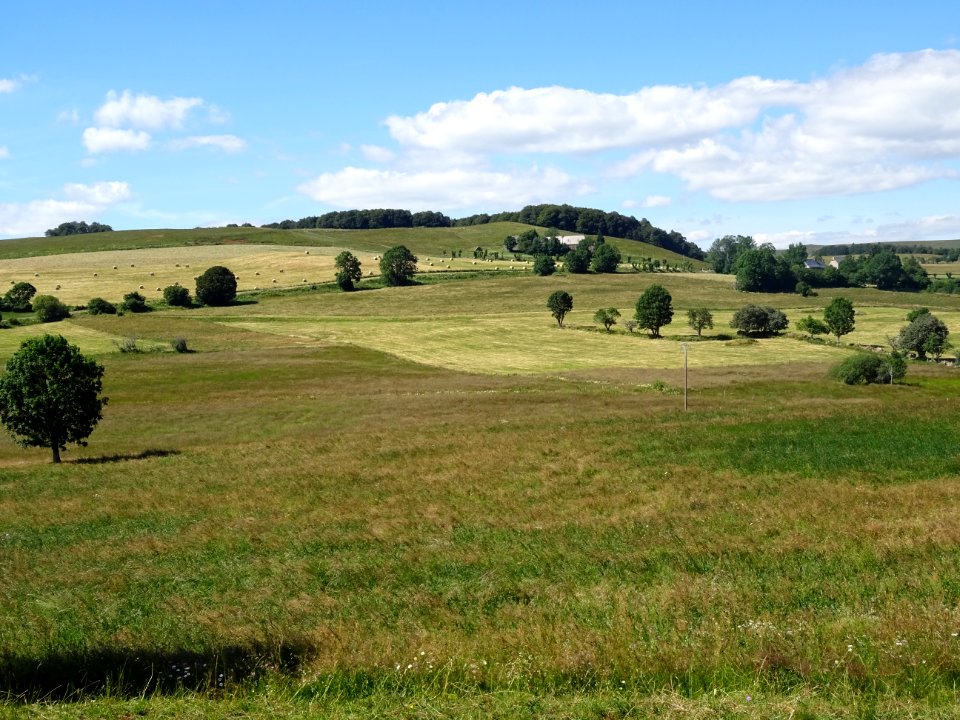 Plateau de prairies à perte de vue et troupeaux de Salers, avant Cézens, Cantal - 28319244611