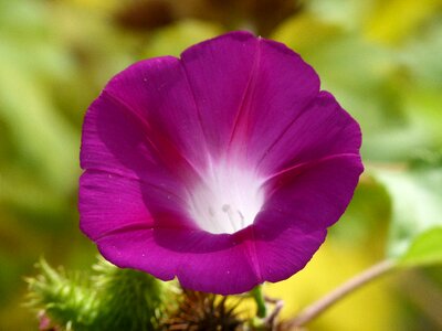 Bell lilac campanula