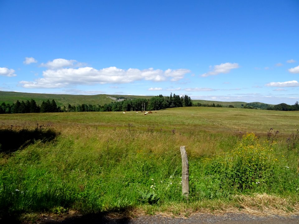 Plateau de prairies à perte de vue et troupeaux de Salers, avant Cézens, Cantal - 28364855706