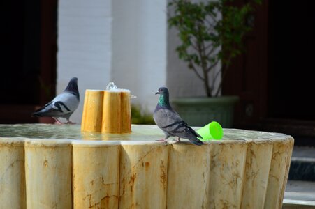 Algeria tlemcen birds