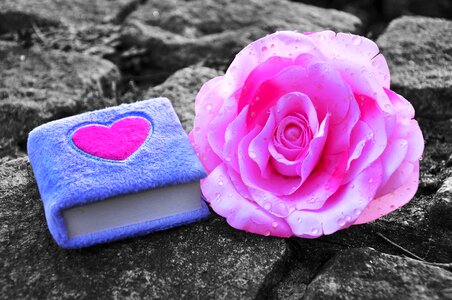 Lilac diary heart pink heart photo