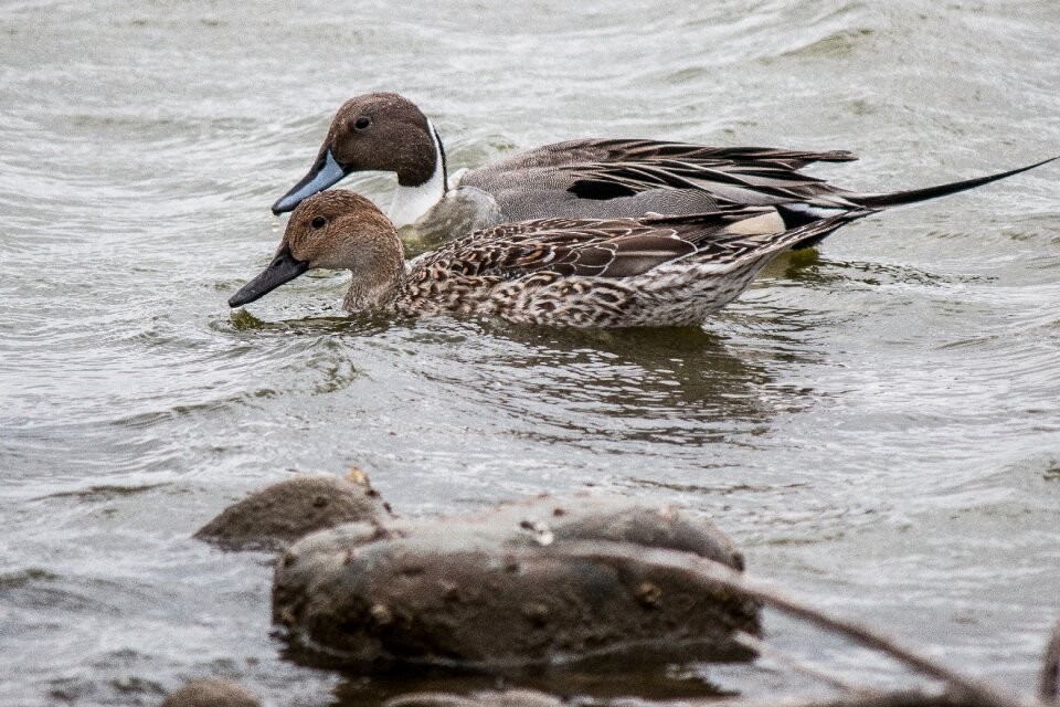 Wildlife duck animal