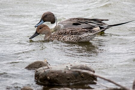 Wildlife duck animal photo