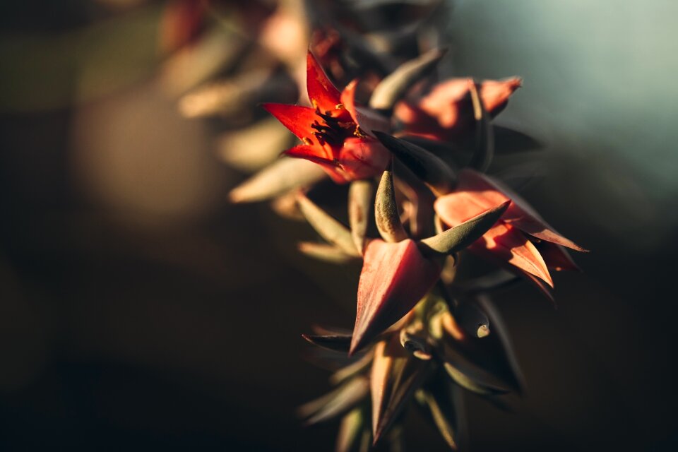 Petal nature plant