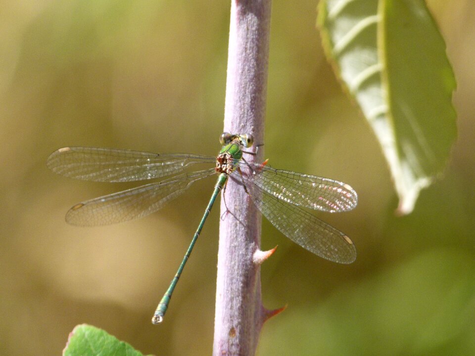 Iridescent lestes barbarus blackberry