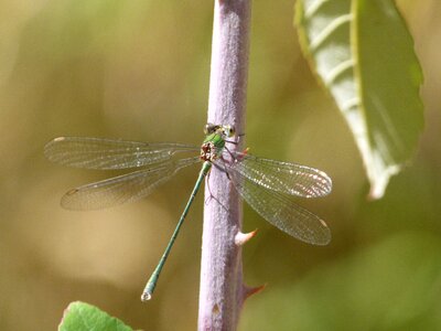 Iridescent lestes barbarus blackberry photo