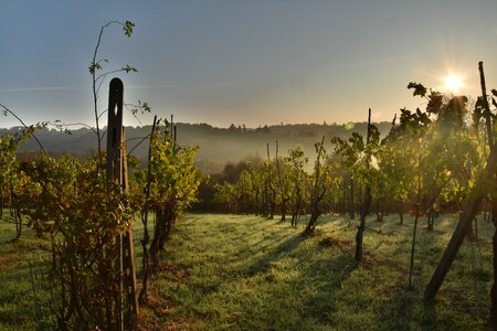 Grapes vine nature
