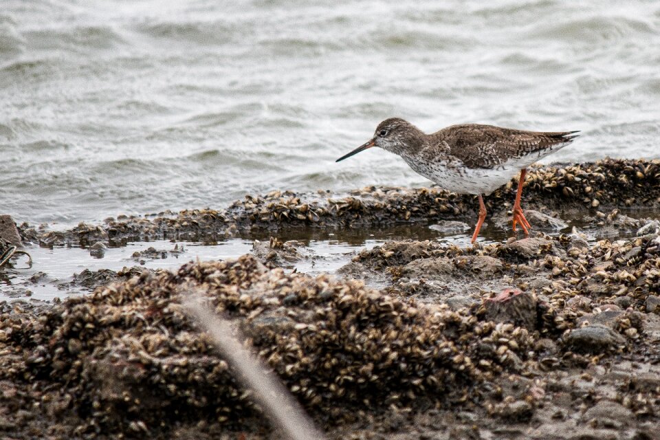 Beach wildlife outdoor