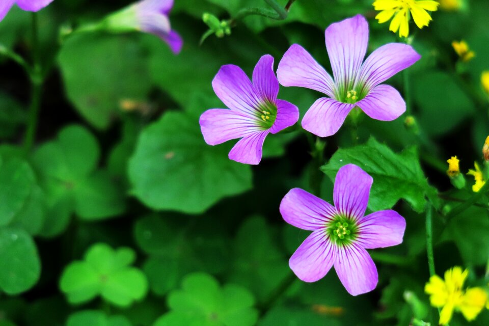 Wild flowers wild nature