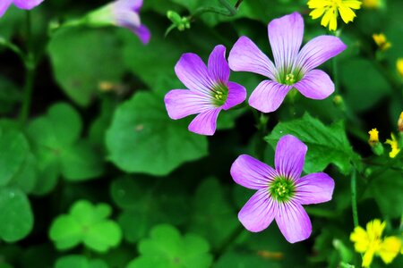 Wild flowers wild nature