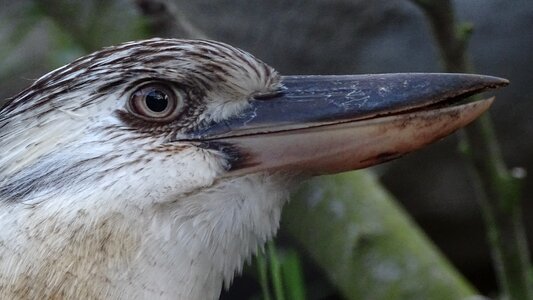New guinea cover reads blue-winged kookaburra