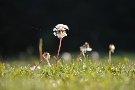 Grass na spider