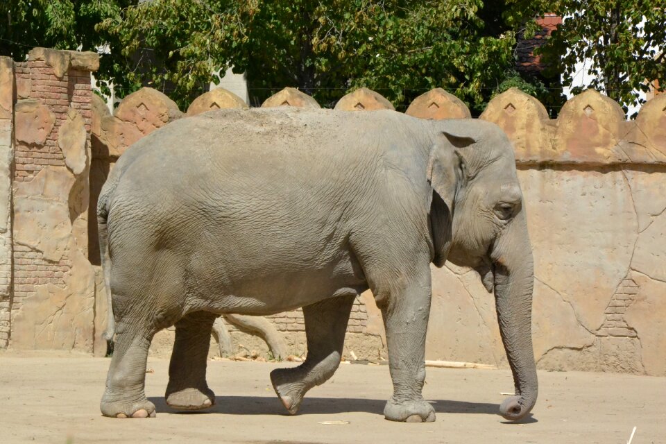 Park elephant animal world