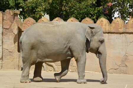 Park elephant animal world