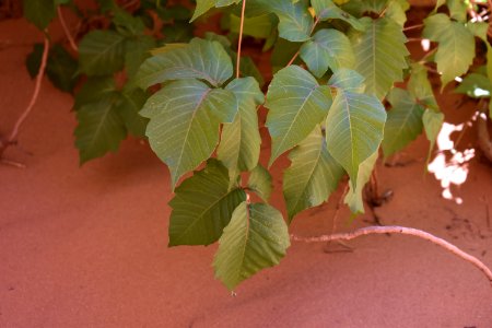 Poison Ivy (35678310815)