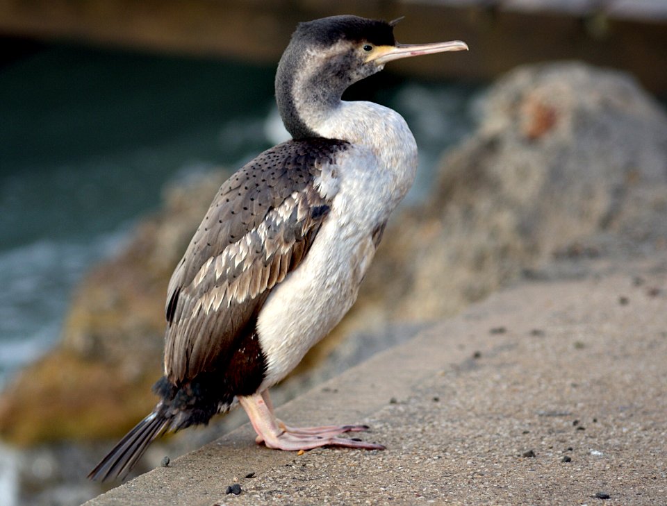 Spotted Shag NZ (50339391456)