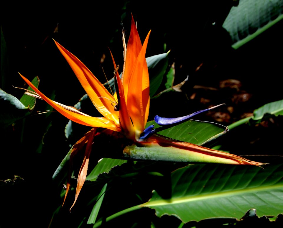 Tropical flower nature botany