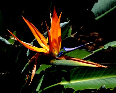 Tropical flower nature botany