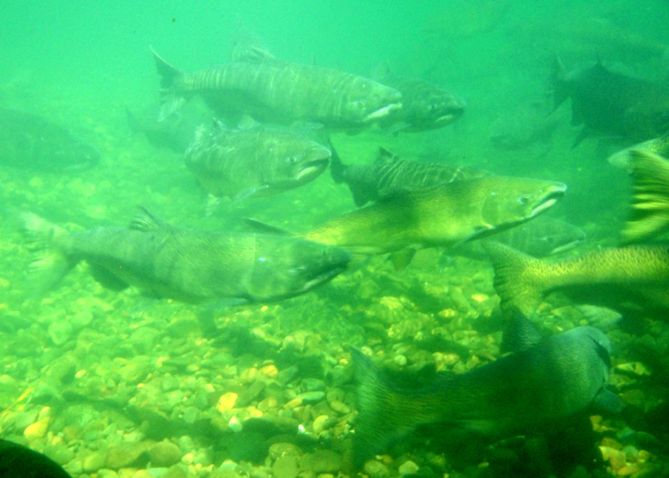 Spring chinook rock creek miles odfw (4427005183)