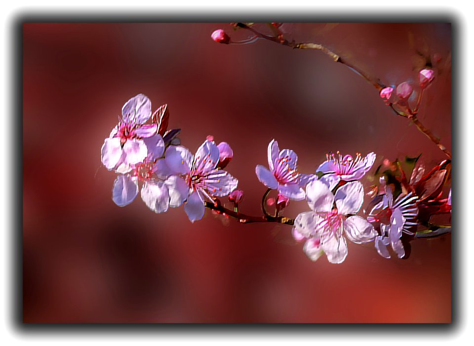 Spring precursors (47411023151)
