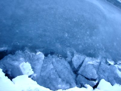 Polar Bears (28766310585)