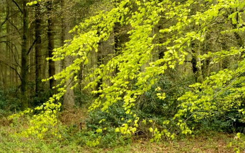 Spring, Pant-du woodland, N Wales, UK, 2021. (51172893395)