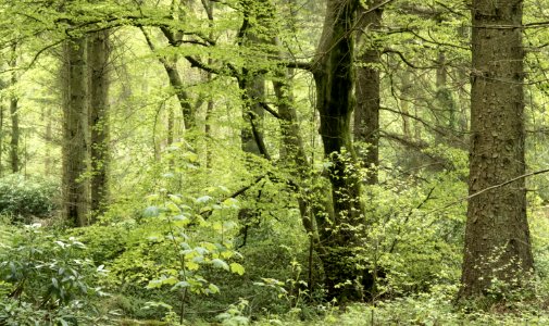 Spring, Pant-du woodland, N Wales, UK, 2021. (51198366730)
