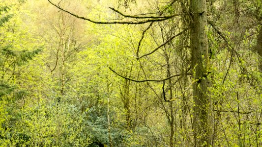 Spring, Pant-du woodland, N Wales, UK, 2021. (51168982742)