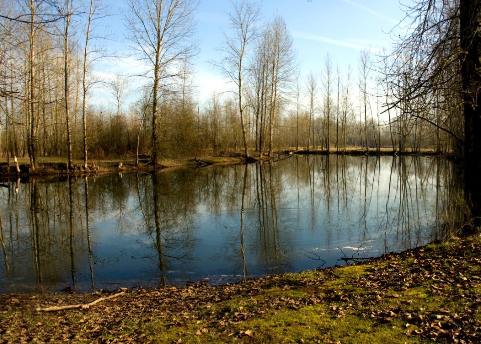 St Louis Pond 6 Swart ODFW (4602526158)