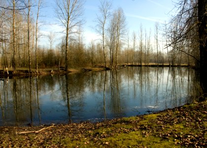 St Louis Pond 6 Swart ODFW (4602526158)