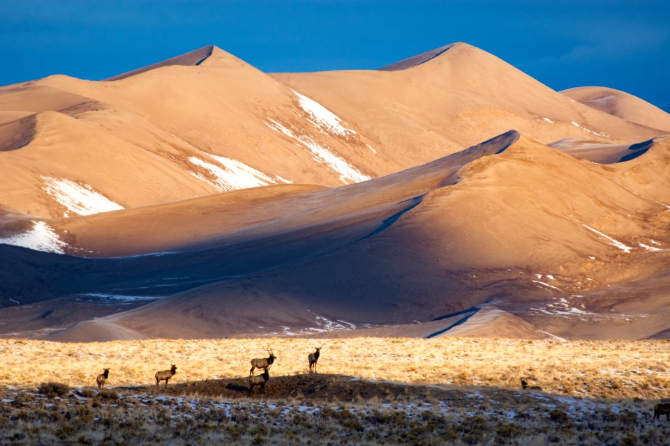 Star Dune and Elk (50994383801)