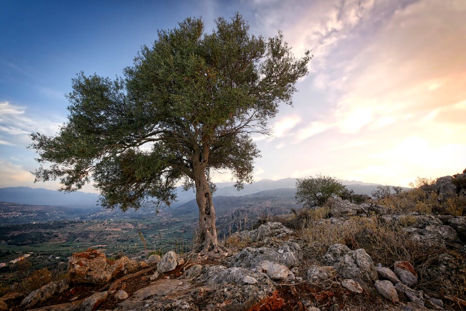 Tree travel abendstimmung