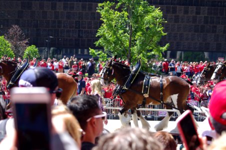 Stanley Cup Parade (42853183681)