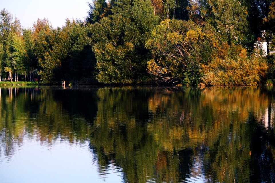 Forest golden autumn autumn forest