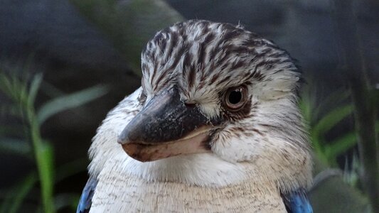 New guinea cover reads blue-winged kookaburra