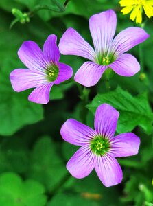 Wild flowers wild nature